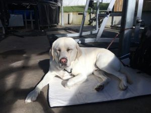 Comet lying on his mat with eyes shut facing the sun