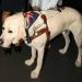 Guide dog Comet with his working harness and lead on with a scarf showing an Australian flag tied around his neck