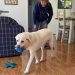 Comet with a blue Pawgust toy in his mouth with Lindy watching on