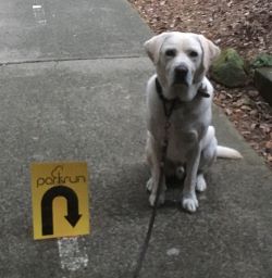 Comet sitting behind the parkrun turnaround sign performing his duty as a marshall