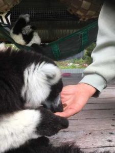Black and white ruffed Lemur touching Lindy's hand while picking up treats