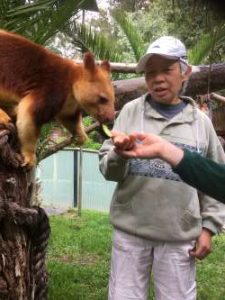 Tree kangaroo on a branch bending forward to take avocado from Lindy's hand