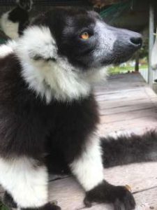 Closeup shot of a black and white ruffed Lemur sitting looking forward