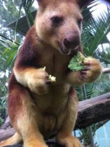 Closeup of tree kangaroo sitting on a branch holding pieces of avocado in its paws and holding one piece up to its mouth to eat