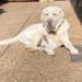 Comet chilled out enjoying the sun in the courtyard