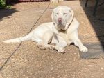 Comet chilled out enjoying the sun in the courtyard