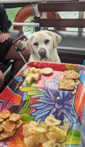 Comet sitting behind a tray of cheese and crackers staring at the food.
