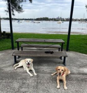 Comet lying in front of a wooden bench on the left with Tim just in front of him on the right with a harbourside view behind