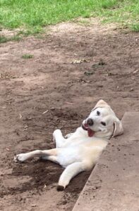 Comet lying in a pile of dirt against some concrete with his tongue lolling out